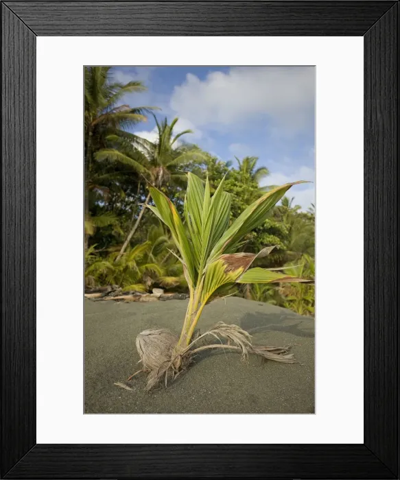 Framed Print : Picture No. 10893617 Framed Print : Picture No. 10893617