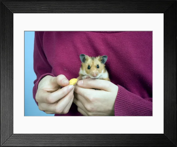 Framed Print : Picture No. 10893621