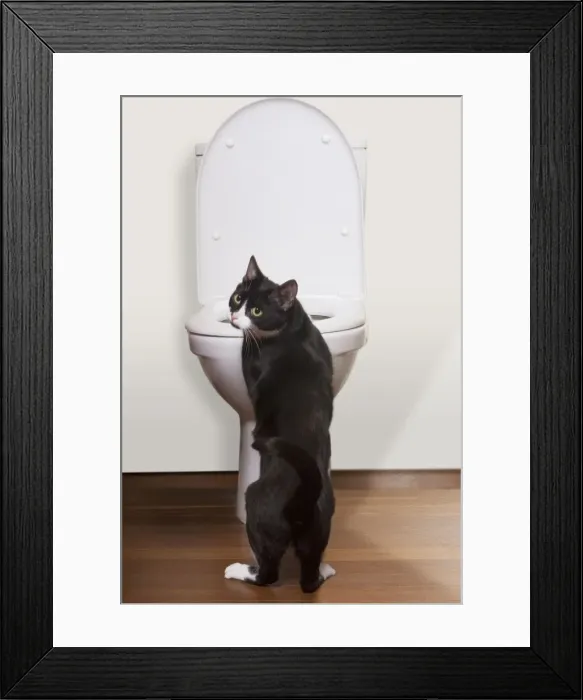 Framed Print : Picture No. 10893633 Framed Print : Picture No. 10893633