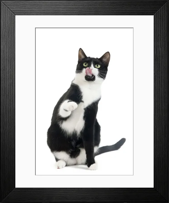 Framed Print : Picture No. 10893636 Framed Print : Picture No. 10893636
