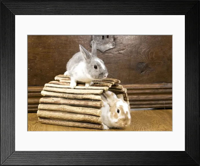 Framed Print : Picture No. 10893639 Framed Print : Picture No. 10893639