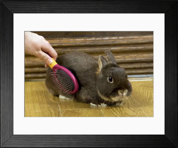 Framed Print : Picture No. 10893640 Framed Print : Picture No. 10893640