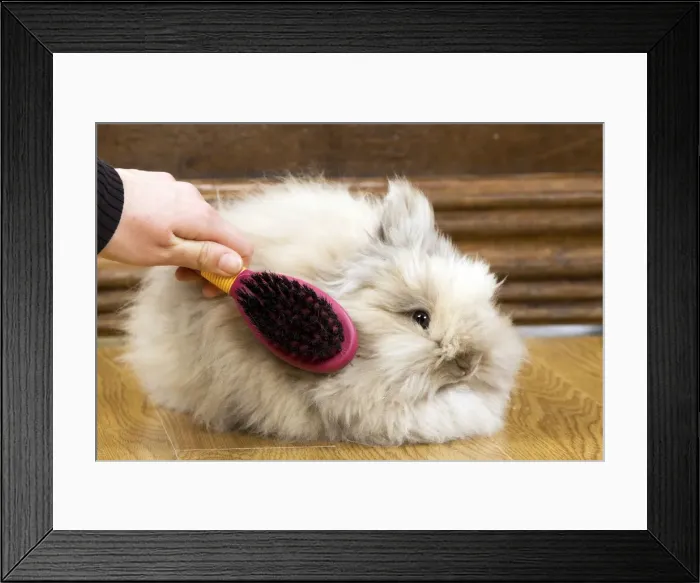 Framed Print : Picture No. 10893641