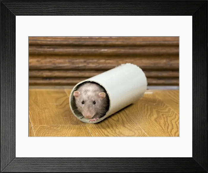 Framed Print : Picture No. 10893643 Framed Print : Picture No. 10893643