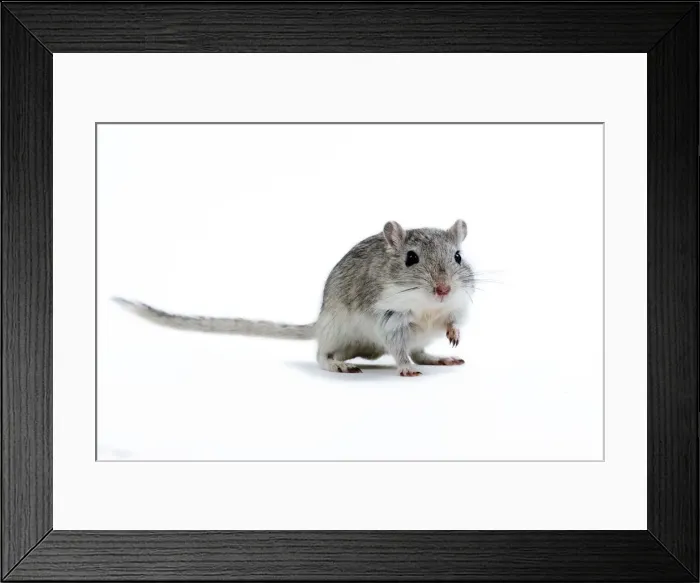 Framed Print : Picture No. 10893649 Framed Print : Picture No. 10893649