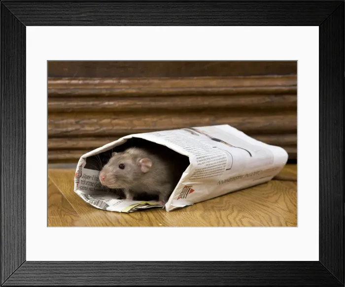 Framed Print : Picture No. 10893644 Framed Print : Picture No. 10893644