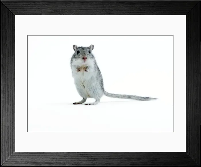 Framed Print : Picture No. 10893653 Framed Print : Picture No. 10893653