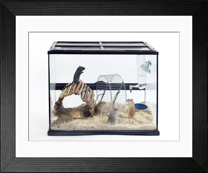 Framed Print : Picture No. 10893646 Framed Print : Picture No. 10893646
