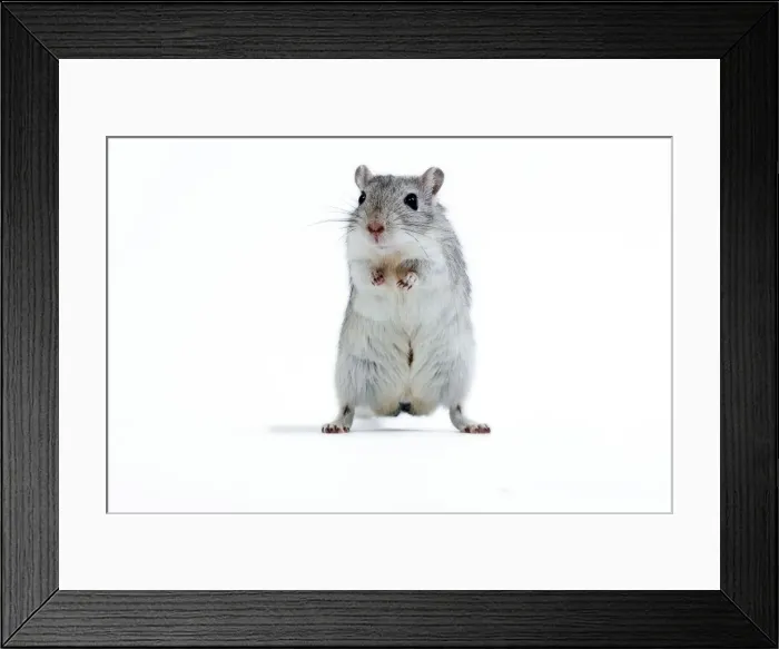 Framed Print : Picture No. 10893654 Framed Print : Picture No. 10893654