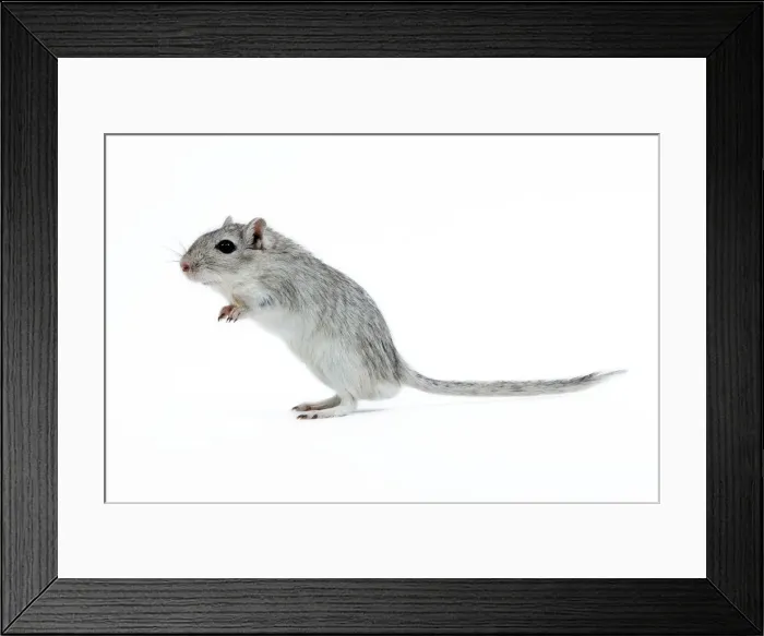 Framed Print : Picture No. 10893652