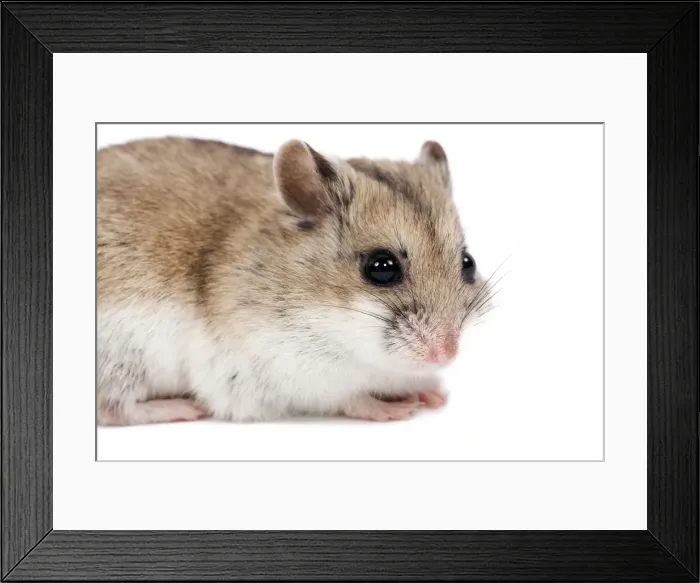 Framed Print : Picture No. 10893657