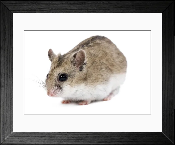 Framed Print : Picture No. 10893656 Framed Print : Picture No. 10893656
