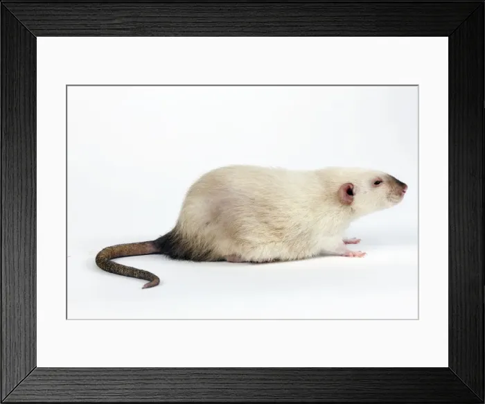 Framed Print : Picture No. 10893671 Framed Print : Picture No. 10893671