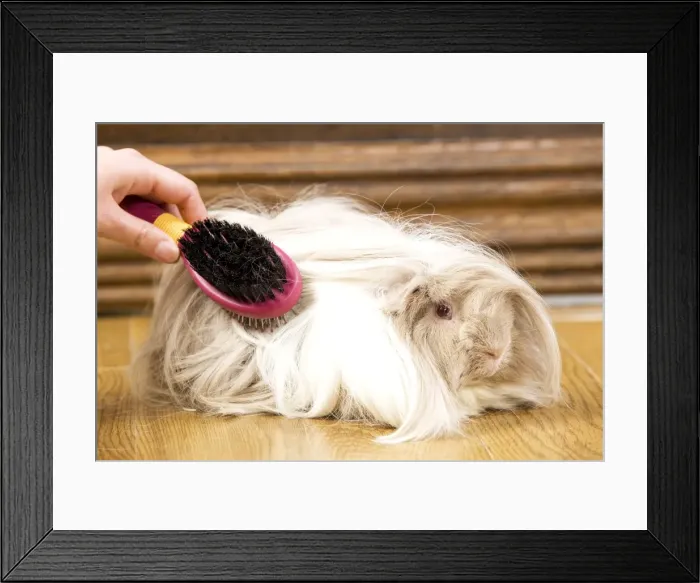 Framed Print : Picture No. 10893665 Framed Print : Picture No. 10893665