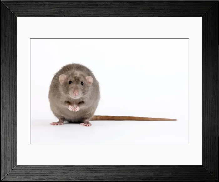 Framed Print : Picture No. 10893678 Framed Print : Picture No. 10893678