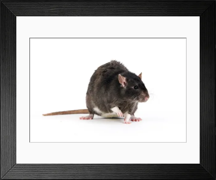 Framed Print : Picture No. 10893685 Framed Print : Picture No. 10893685
