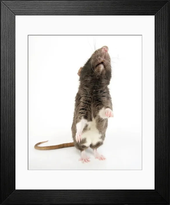 Framed Print : Picture No. 10893687 Framed Print : Picture No. 10893687