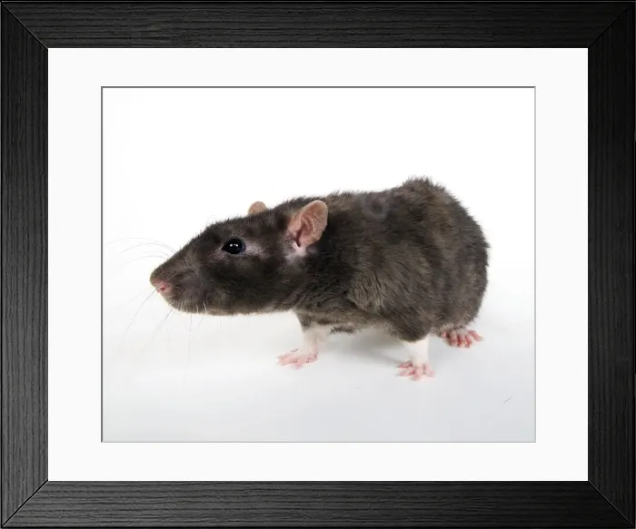 Framed Print : Picture No. 10893688 Framed Print : Picture No. 10893688