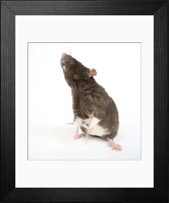 Framed Print : Picture No. 10893686 Framed Print : Picture No. 10893686