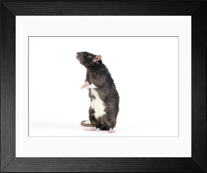 Framed Print : Picture No. 10893684 Framed Print : Picture No. 10893684