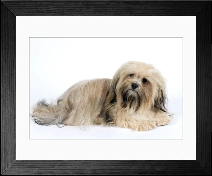 Framed Print : Picture No. 10893689 Framed Print : Picture No. 10893689