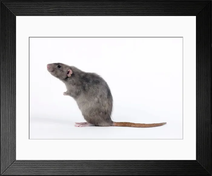 Framed Print : Picture No. 10893682 Framed Print : Picture No. 10893682