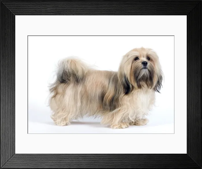 Framed Print : Picture No. 10893692 Framed Print : Picture No. 10893692