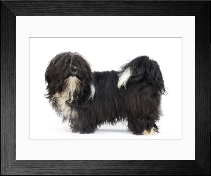 Framed Print : Picture No. 10893693 Framed Print : Picture No. 10893693