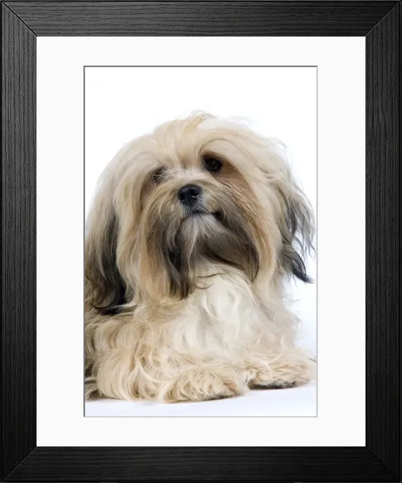 Framed Print : Picture No. 10893691 Framed Print : Picture No. 10893691