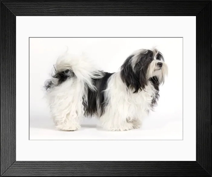 Framed Print : Picture No. 10893701
