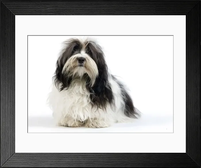 Framed Print : Picture No. 10893706 Framed Print : Picture No. 10893706