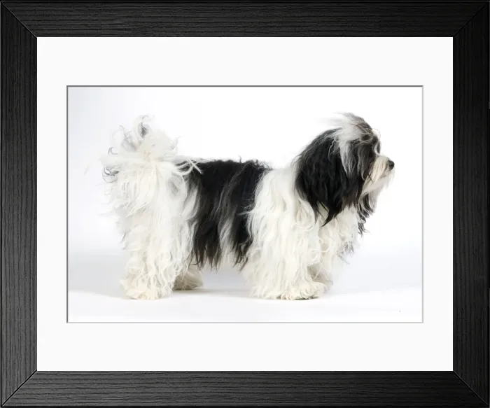 Framed Print : Picture No. 10893707 Framed Print : Picture No. 10893707