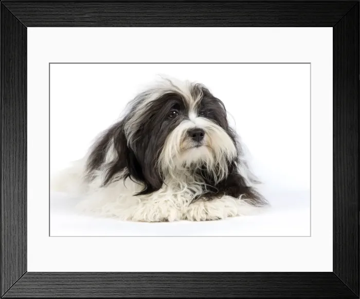 Framed Print : Picture No. 10893704 Framed Print : Picture No. 10893704