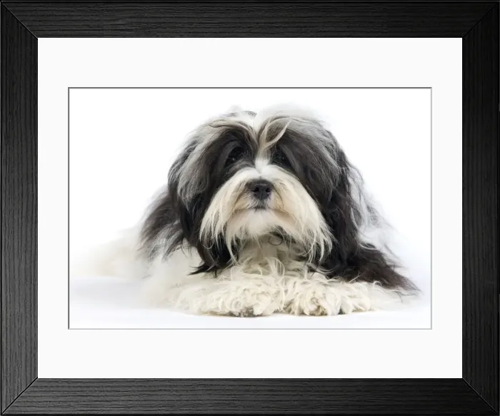 Framed Print : Picture No. 10893703 Framed Print : Picture No. 10893703