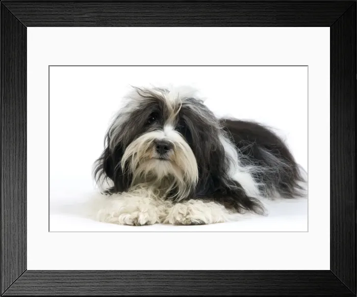 Framed Print : Picture No. 10893705 Framed Print : Picture No. 10893705
