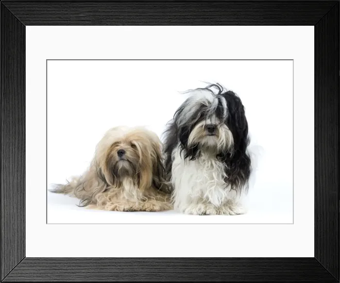 Framed Print : Picture No. 10893708 Framed Print : Picture No. 10893708