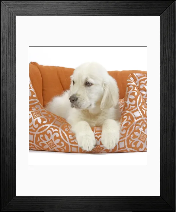 Framed Print : Picture No. 10893714