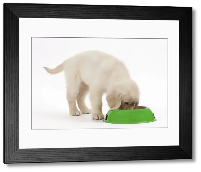 Framed Print : Picture No. 10893716 Framed Print : Picture No. 10893716