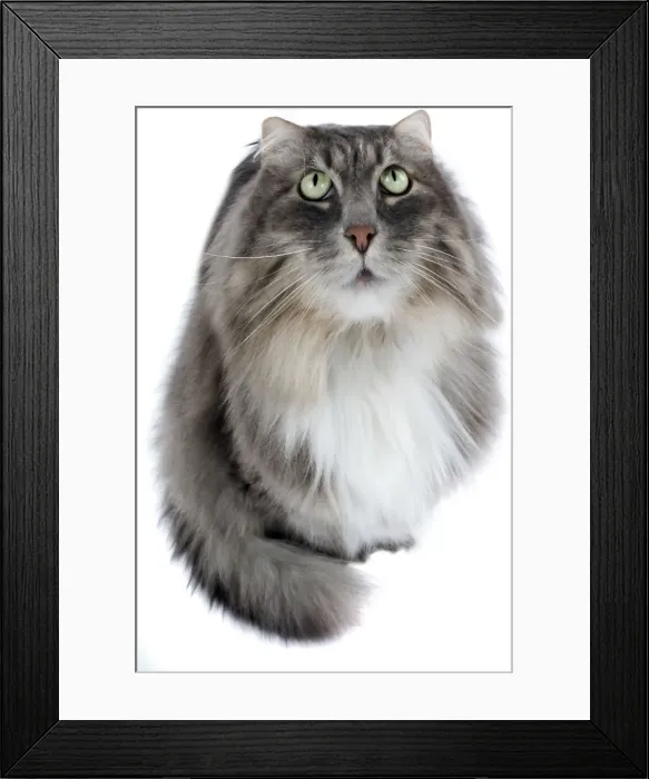 Framed Print : Picture No. 10893710