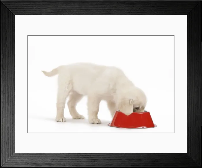 Framed Print : Picture No. 10893717 Framed Print : Picture No. 10893717