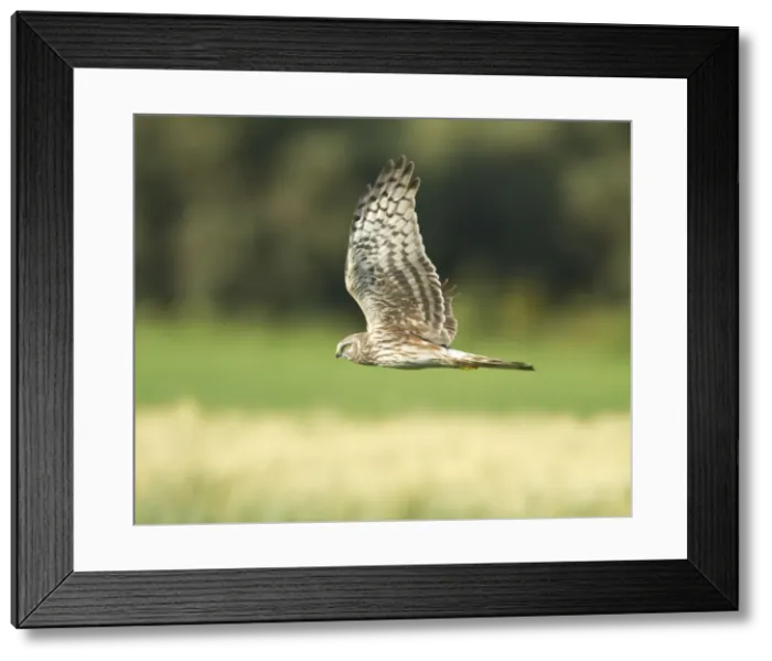 Framed Print : Picture No. 10893721 Framed Print : Picture No. 10893721