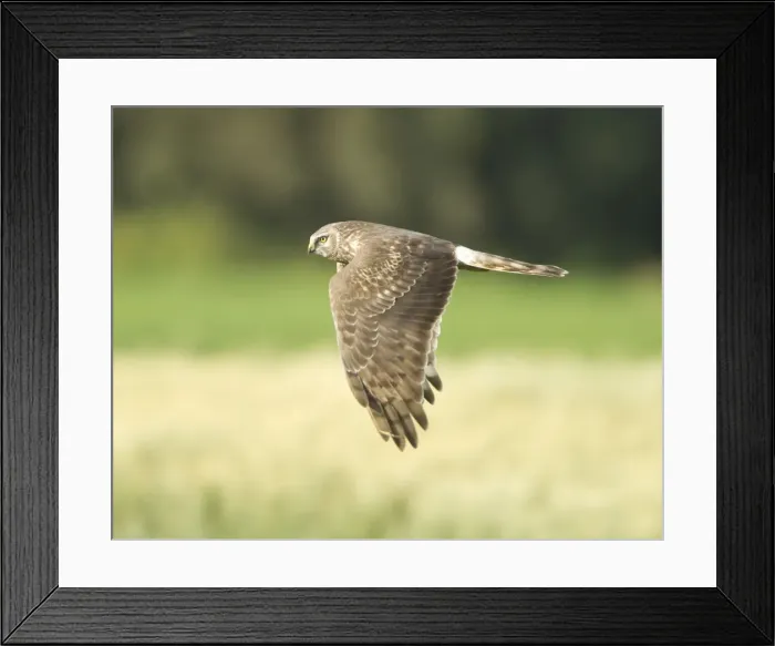 Framed Print : Picture No. 10893720 Framed Print : Picture No. 10893720