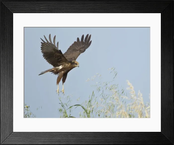 Framed Print : Picture No. 10893723 Framed Print : Picture No. 10893723