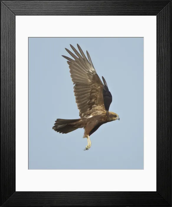 Framed Print : Picture No. 10893722 Framed Print : Picture No. 10893722