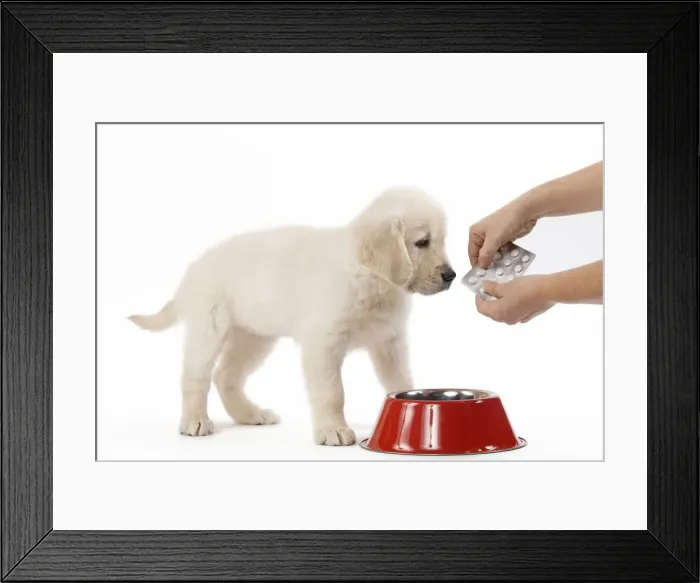 Framed Print : Picture No. 10893719 Framed Print : Picture No. 10893719