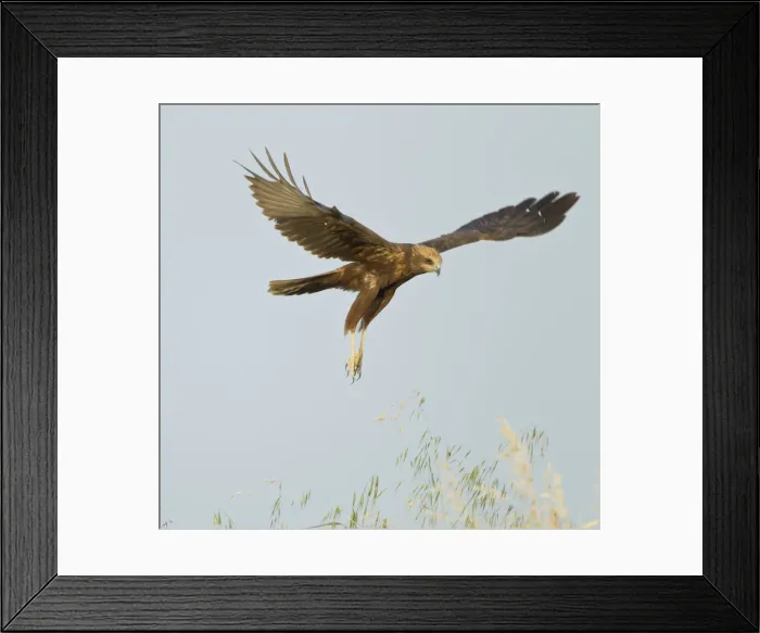 Framed Print : Picture No. 10893724 Framed Print : Picture No. 10893724