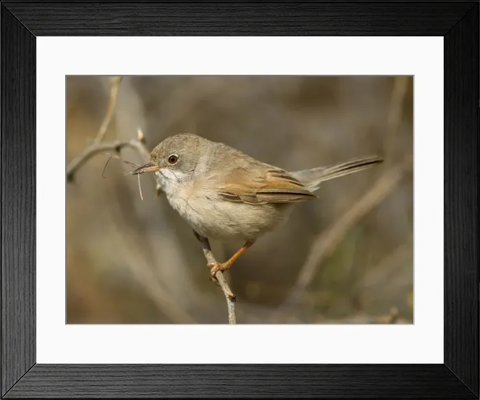 Framed Print : Picture No. 10893730 Framed Print : Picture No. 10893730
