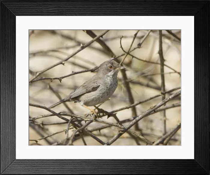 Framed Print : Picture No. 10893727 Framed Print : Picture No. 10893727