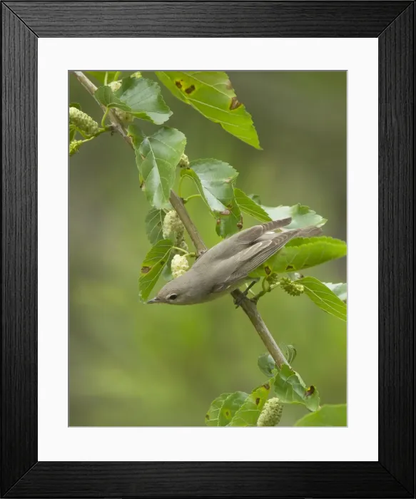 Framed Print : Picture No. 10893731 Framed Print : Picture No. 10893731