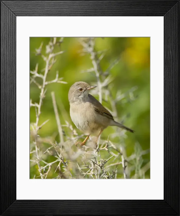 Framed Print : Picture No. 10893728 Framed Print : Picture No. 10893728
